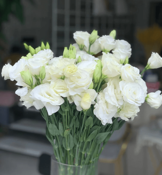 蓝妖 盆栽洋桔梗怎么养时间长 弄懂这6点 花期超长 开花 光照 温度 蓝妖 盆栽洋桔梗怎么养时间长 弄懂这6点 花期超长 开花 光照 温度