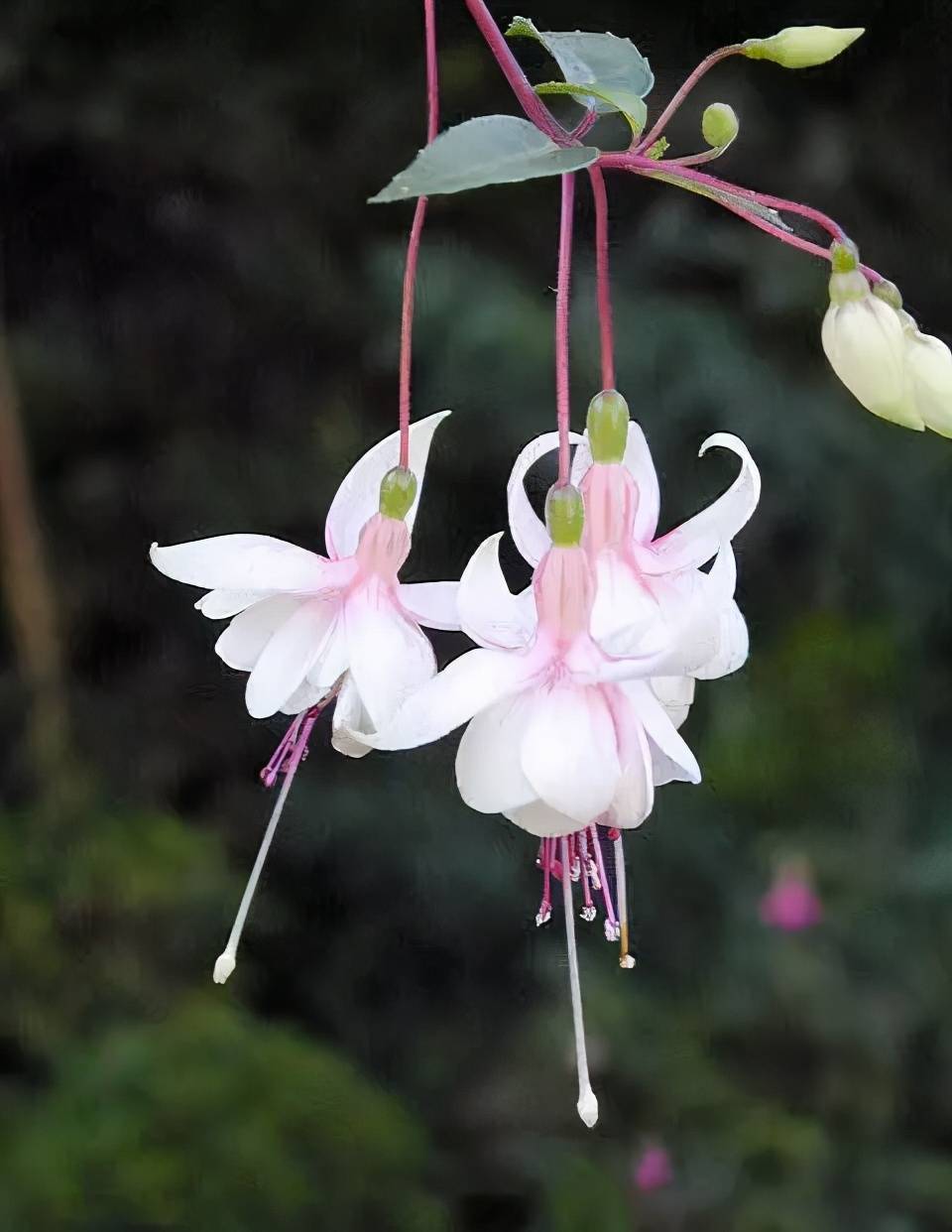 所有倒挂花品种图片图片