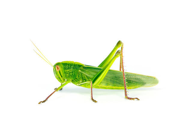 蝗虫是不完全变态昆虫包括卵,成虫,若虫三个阶段蝗虫,属直翅目,包