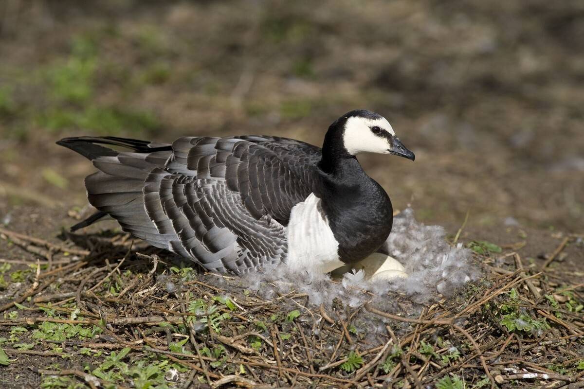 刚出生小北极鹅被逼跳悬崖,肇事者竟是其母亲?