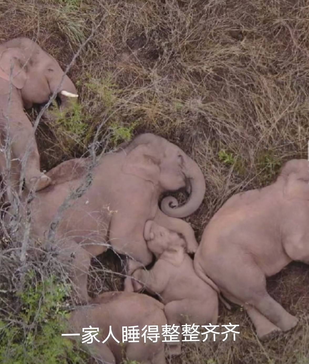 云南亚洲象睡觉图片