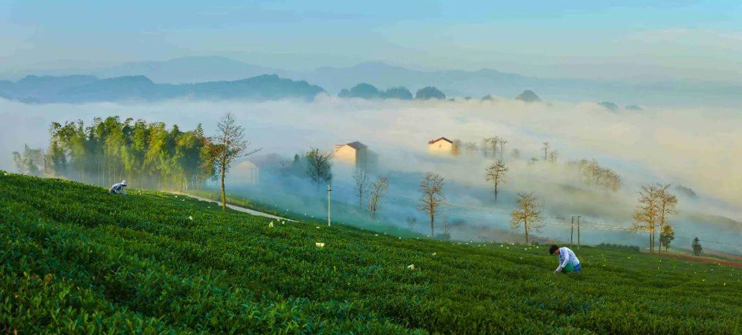 一杯好茶，万事新昌——大茗云集·大佛龙井专场活动（线上）将全面启动