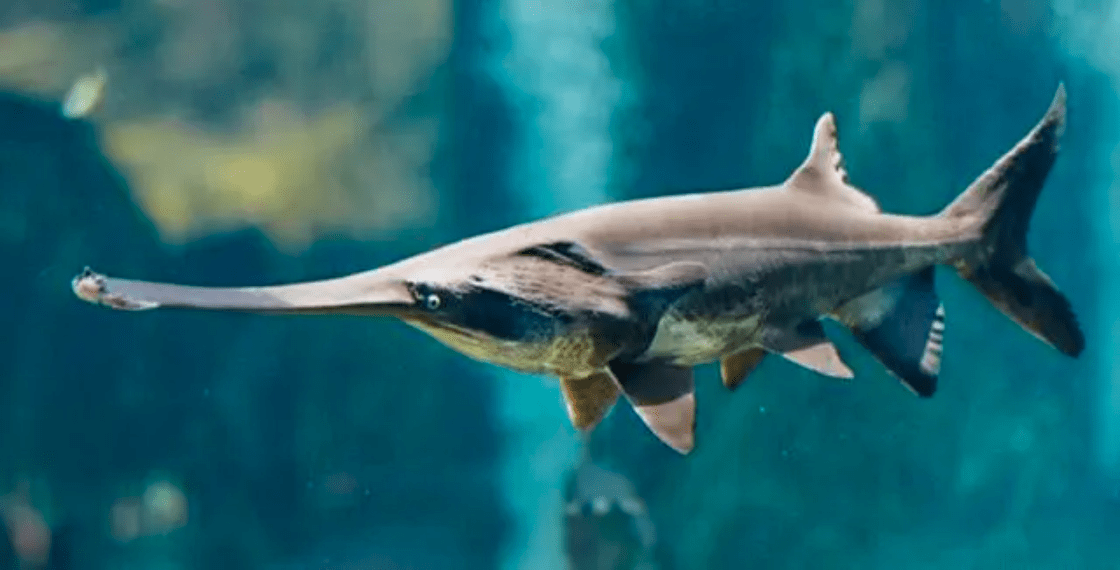 原创长江数次发现西杂鲟捕获后不能放生它是怎么来的