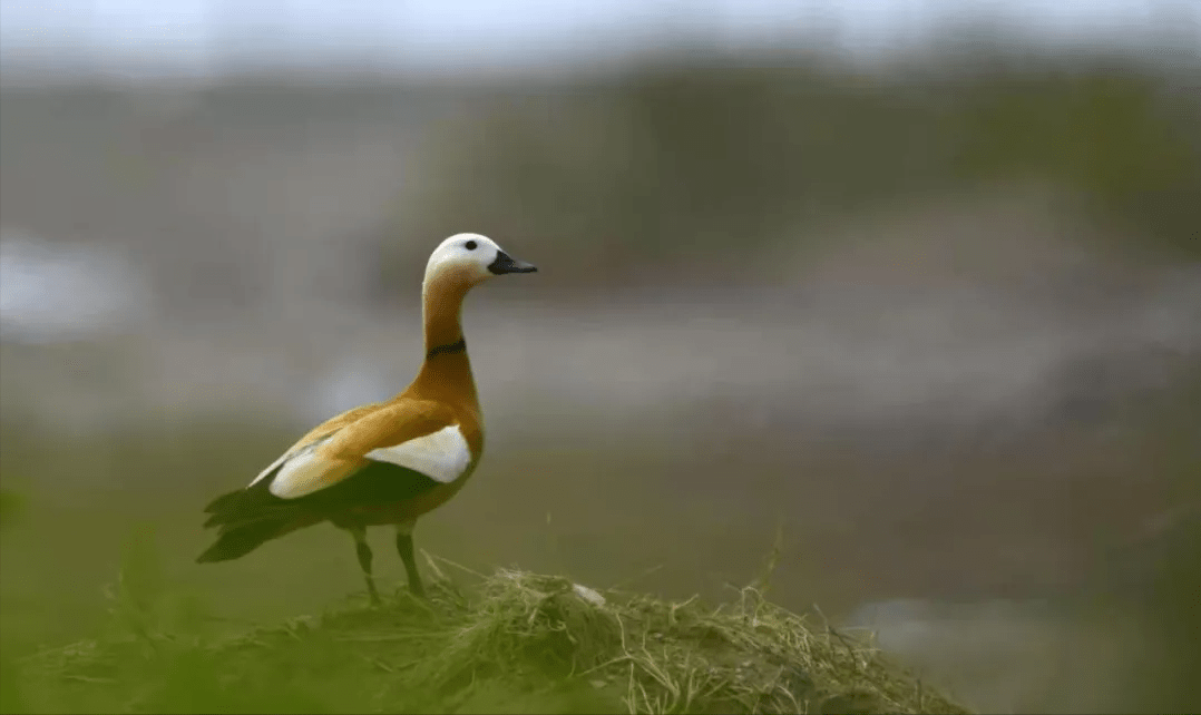 原创楼顶出生回归自然12只赤麻鸭幼崽安全落地记