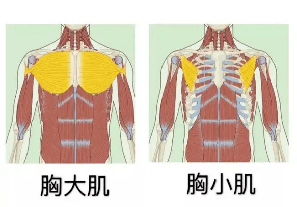 没穿内衣上红毯就被喷胸垮成饼？这两年她经历了啥…_胸部_韧带_运动