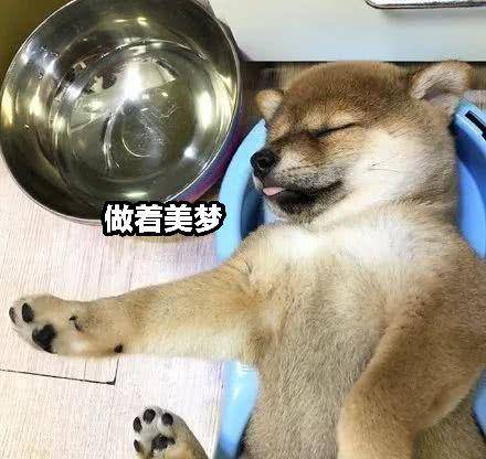 原创小柴犬吃饱喝足后睡在了自己的饭碗里面部表情萌翻众人