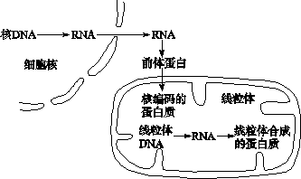 線粒體_細胞器_女性