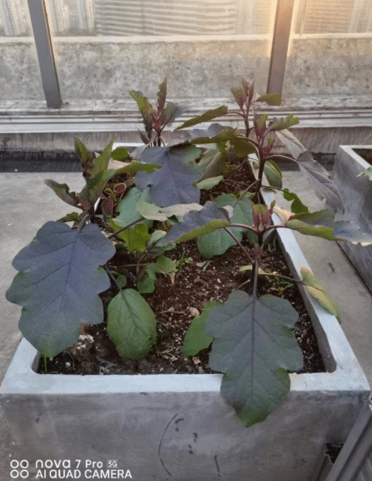 有人靠它年入1000多万_有机肥_葛浩亮_化肥