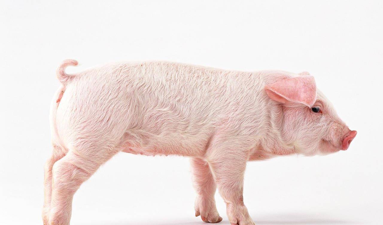 属猪的朋友,10"水运"来袭,水涨猪兴,运势飙升,事业发展非常的优秀,再