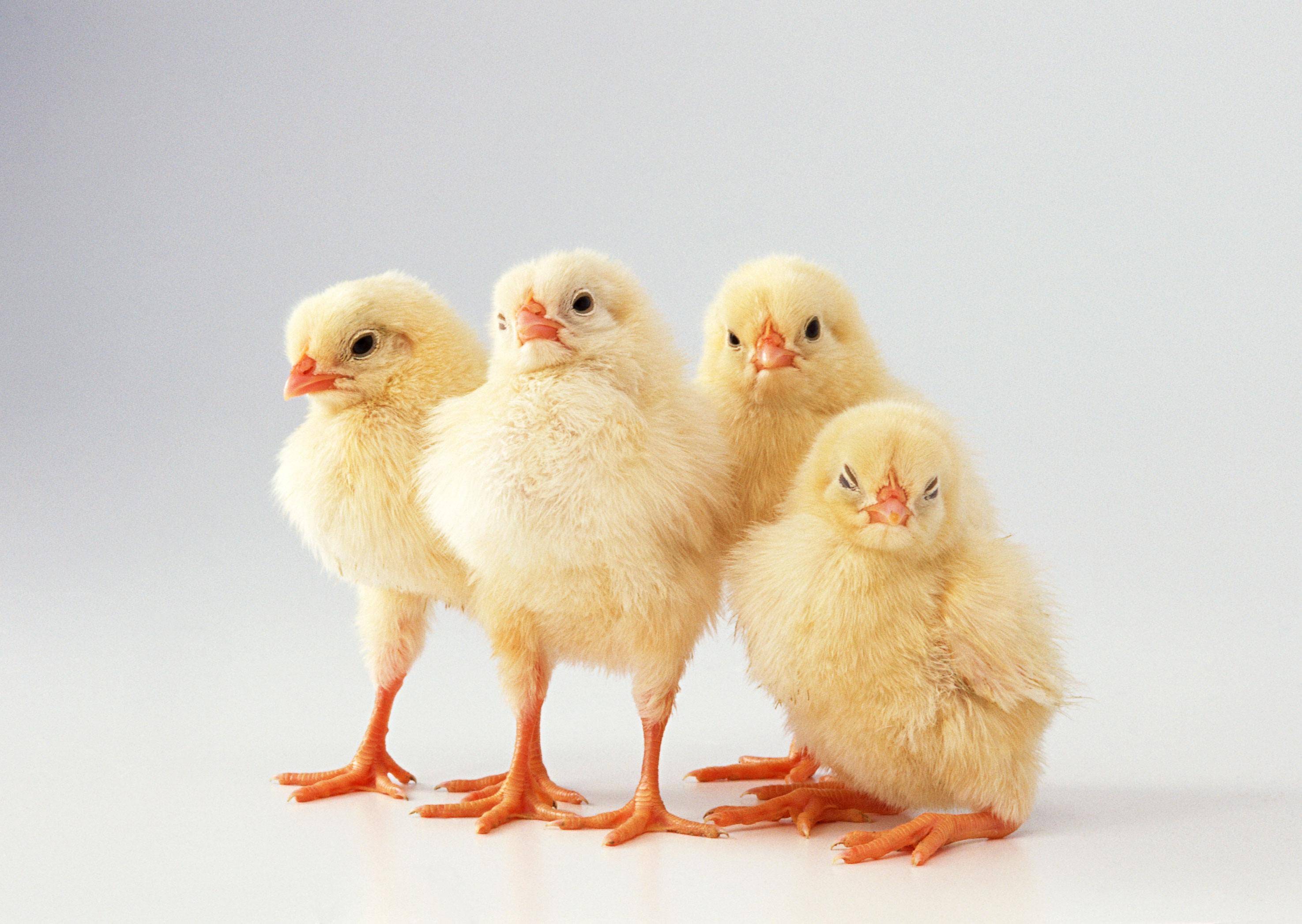 传奇无头鸡,全美巡演18个月却死于意外,主人对此非常后悔_麦克_鲁塔_