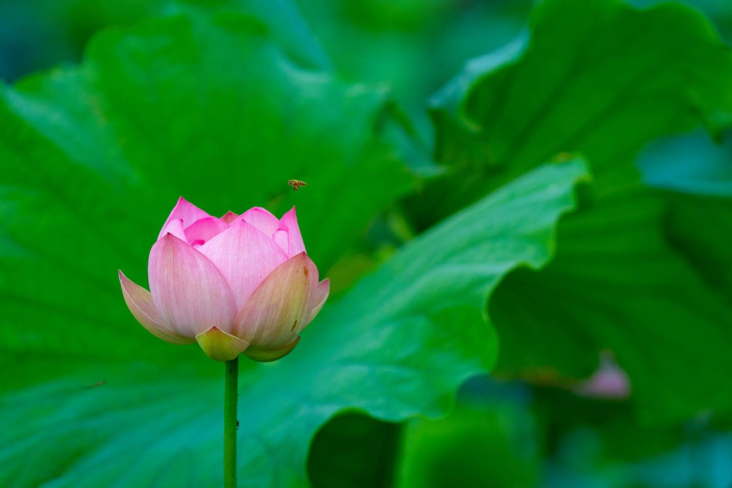 莲花江南，是苏州夏季摇曳着的绝代风华。这是关于“莲”的盛宴！