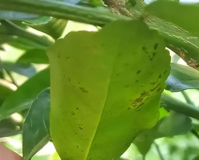 高温暴雨柑橘黄斑病大爆发做到这2点轻松保果