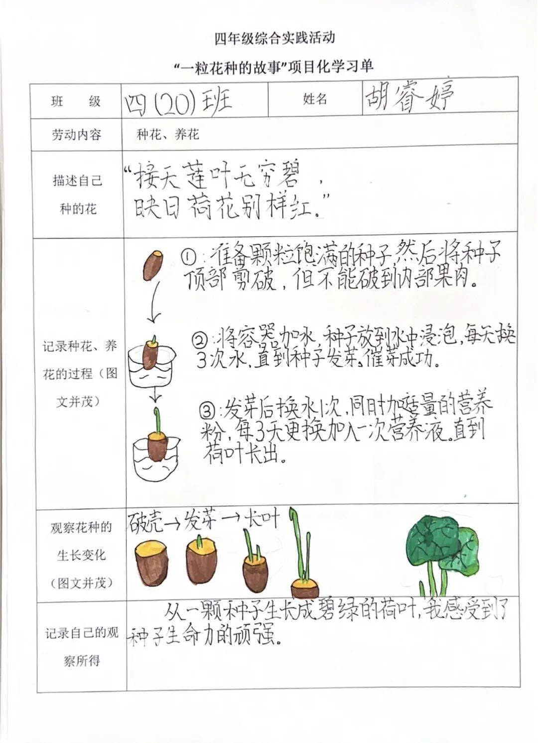 种花识花赏花宿迁市泗阳双语实验学校花的集市