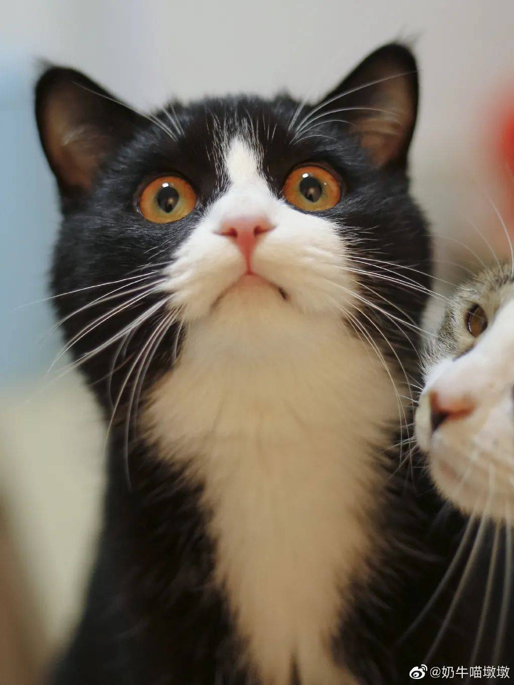 号称猫中二哈的奶牛猫颜值高起来也可以是盛世美颜