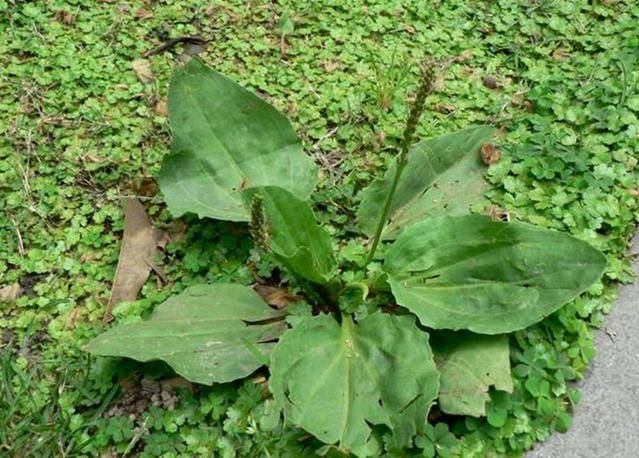 农村常见杂草车前草植物药材不起眼却珍贵网友1斤30元