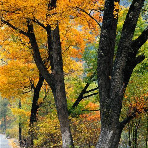 最美的风景微信头像图片头像网为您精挑细选