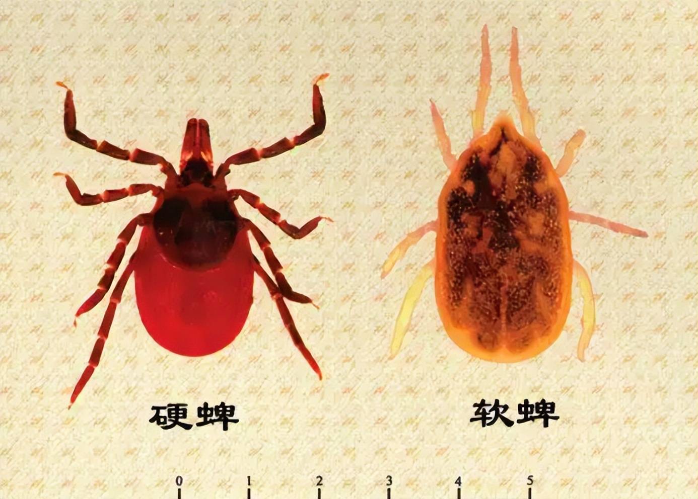 "夺命蜱虫"有多可怕?集吸血和寄生于一体,如何处理才正确?