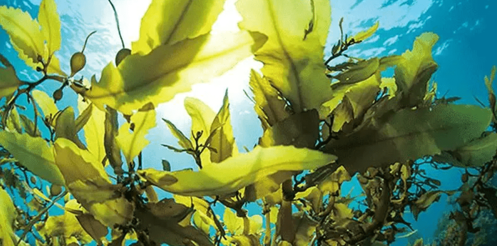 长达180公里世界上最大的生物被发现它为什么这么大