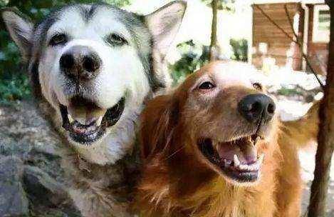 狗狗_果妈_果爸