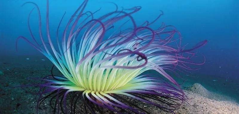 原创探索动物的小秘密水深火热的庞贝蠕虫