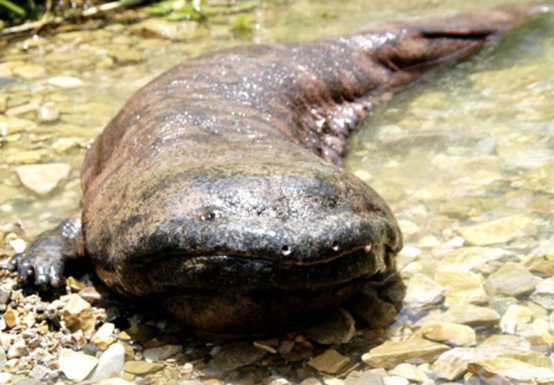 原创传言会像婴儿一样哭泣国家二级保护动物吃娃娃鱼能防癌抗癌