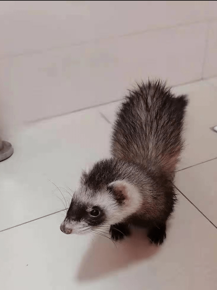 盘点那些戴眼罩的动物傻傻分不清楚