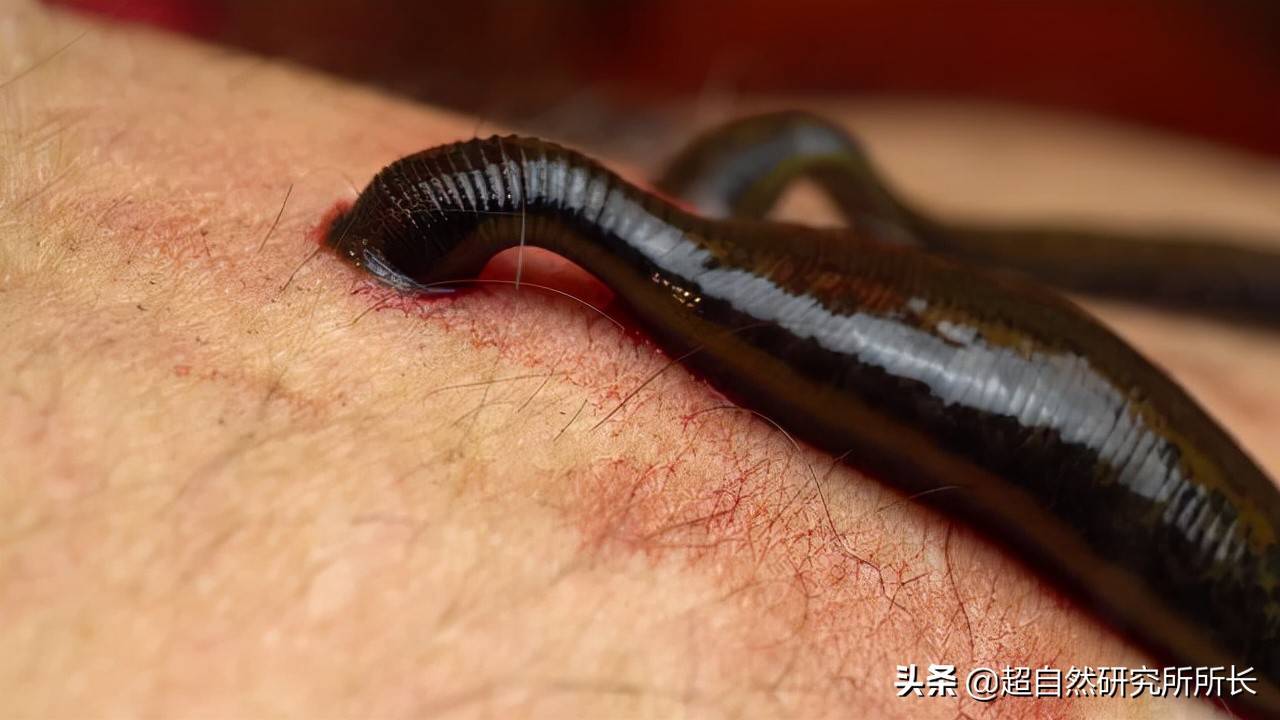 世界十大吸血生物 你不知道的动物真面目 蝙蝠 蚊子 蝴蝶