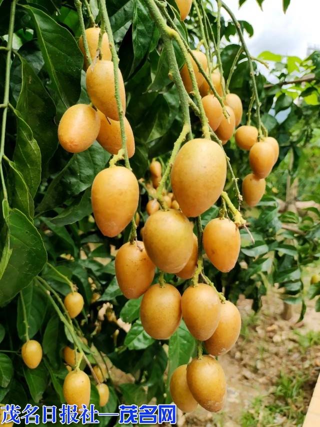 小黄皮魅力大笑迎八方宾客新垌镇举办黄皮产业购销洽谈会