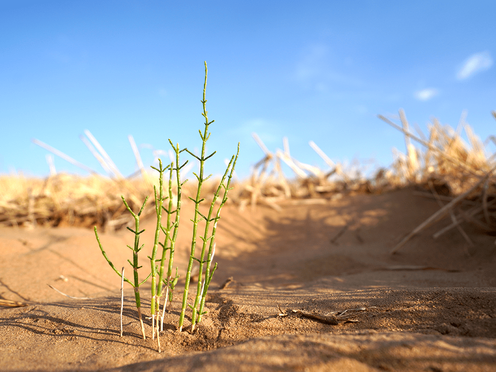 世界防治荒漠化和干旱日