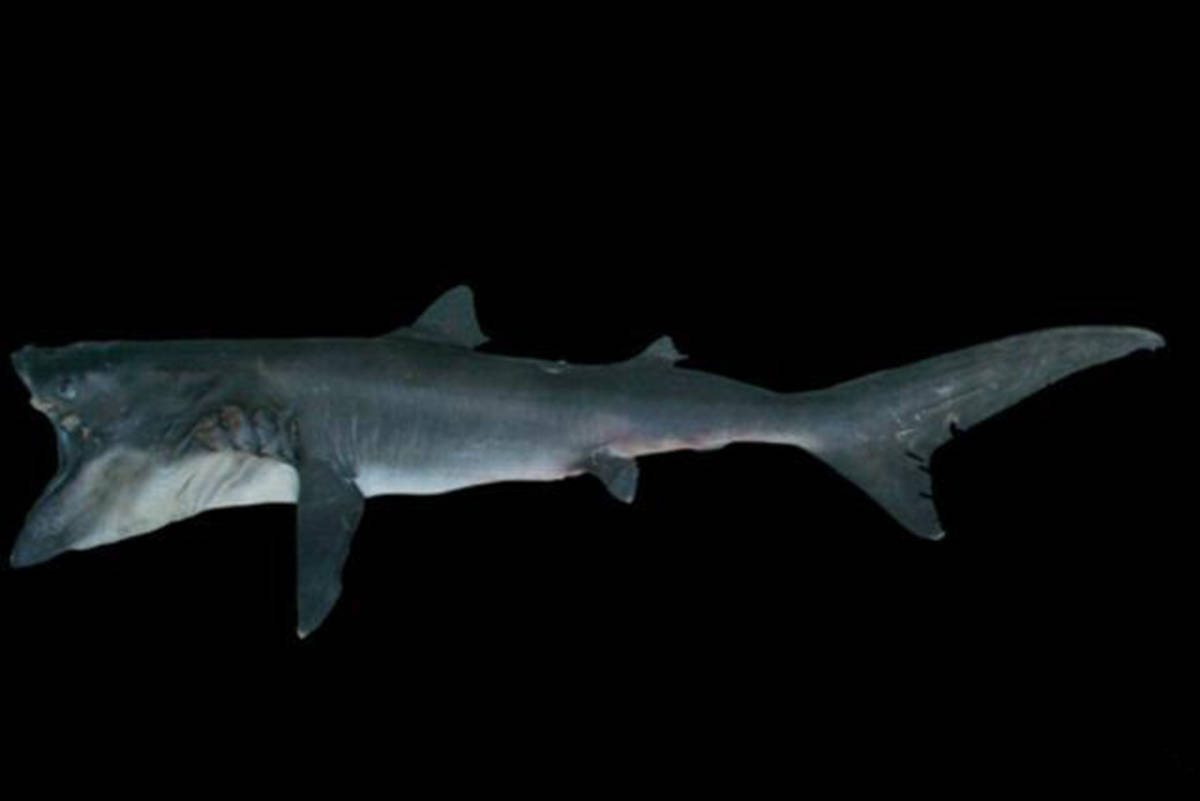 大嘴鲨:鲨鱼中的另类苦行僧,长五米,行踪诡秘,经常