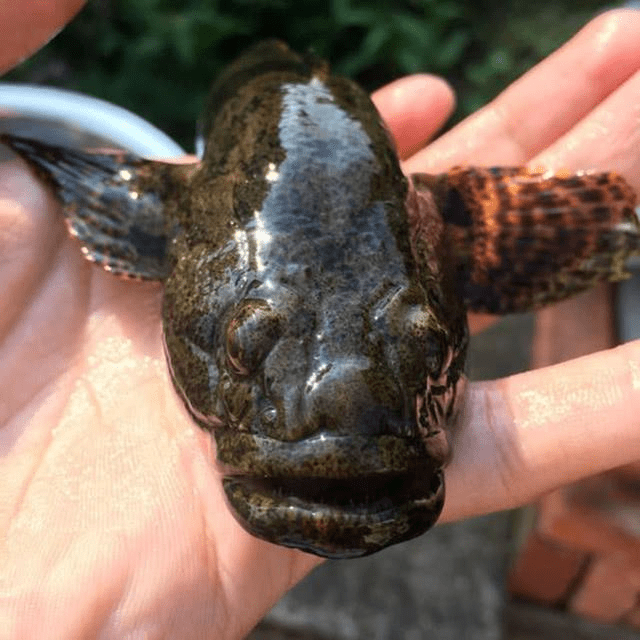 原创农村这种鱼过去很多现成稀罕物且价格越来越贵你认识吗