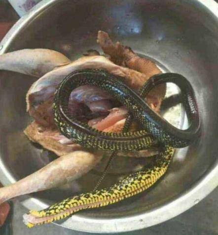 其实,蛇肉身上的寄生虫非常多,如果实在想吃这个菜的话,尽量买一些
