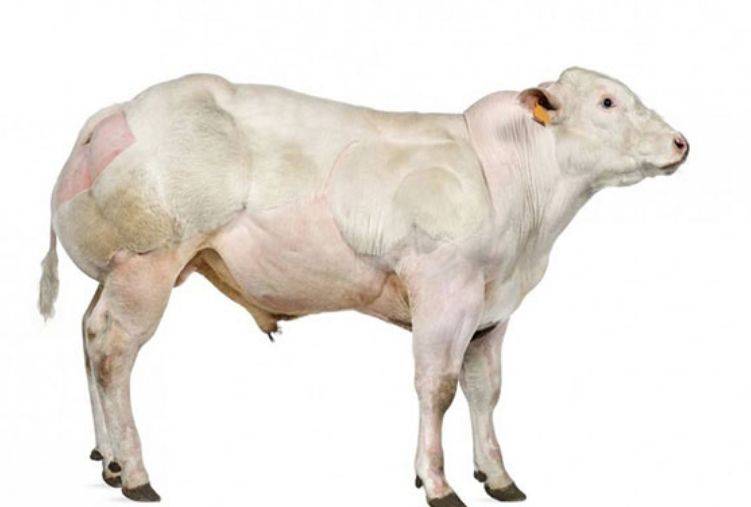 美国人票选的10大与众不同的牛最后一种竟然和中国国宝撞衫