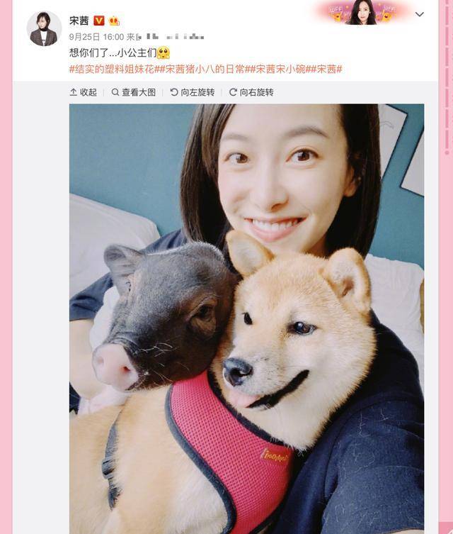 宋茜的猪膨胀了?《向往》的狗去她家五个月,也会胖成猪吗?