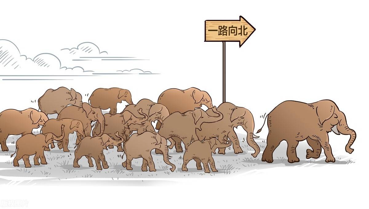 一路"象"北:世界各国媒体争相报道关注下的亚洲象的家族迁移_象群