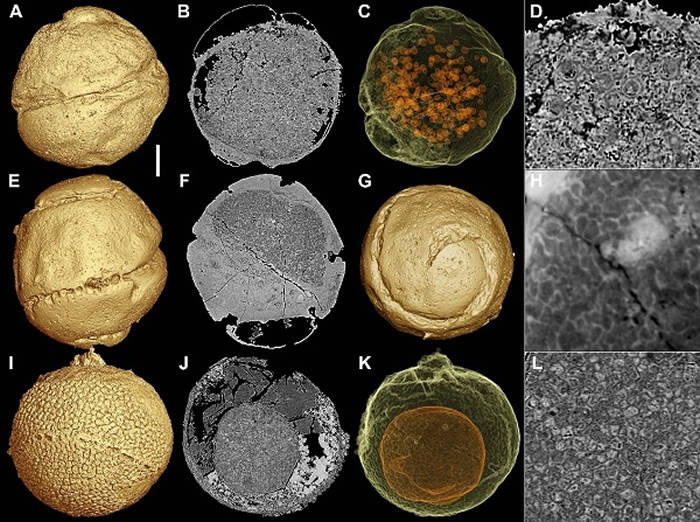 贵州发现6亿岁海绵宝宝 古生物学家为什么找原始动物_化石_瓮安_细胞