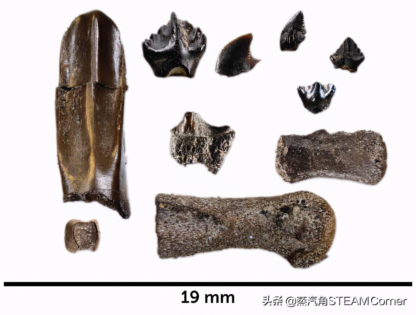 原創最新化石發現表明恐龍不只生活在熱帶也存在於北極