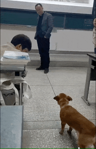 学生毕业后带学校流浪狗回家狗狗开心得笑出了声终于有家咯