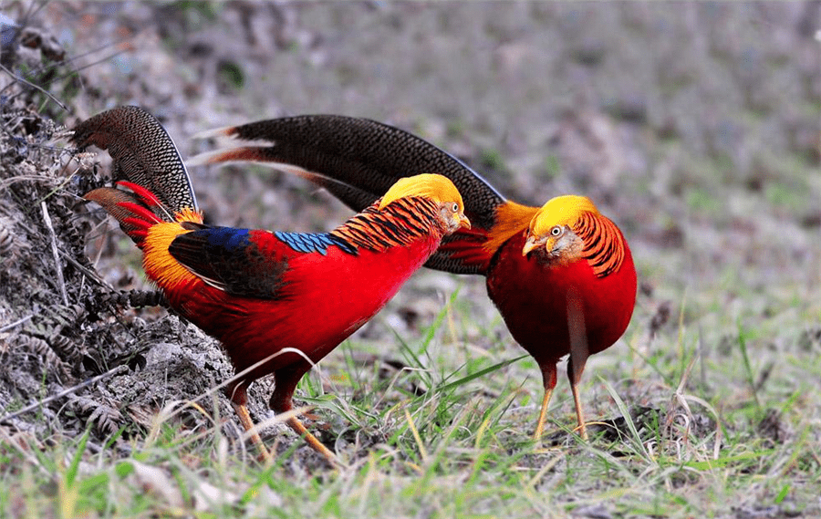 原创秦岭出现凤凰雄鸟展开华丽羽毛绕雌鸟转圈雌鸟看中就发出咝咝叫声