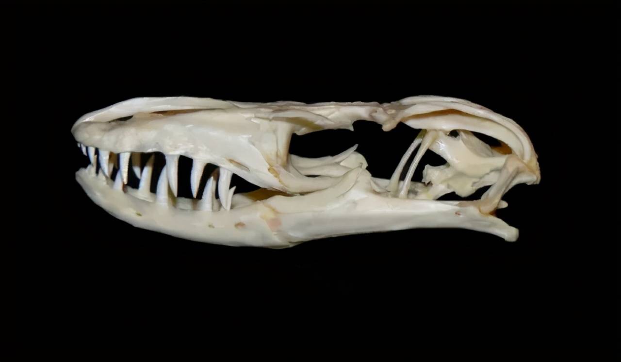 圆鼻巨蜥:一级国宝,水中游龙_运动_氧气_爬行动物