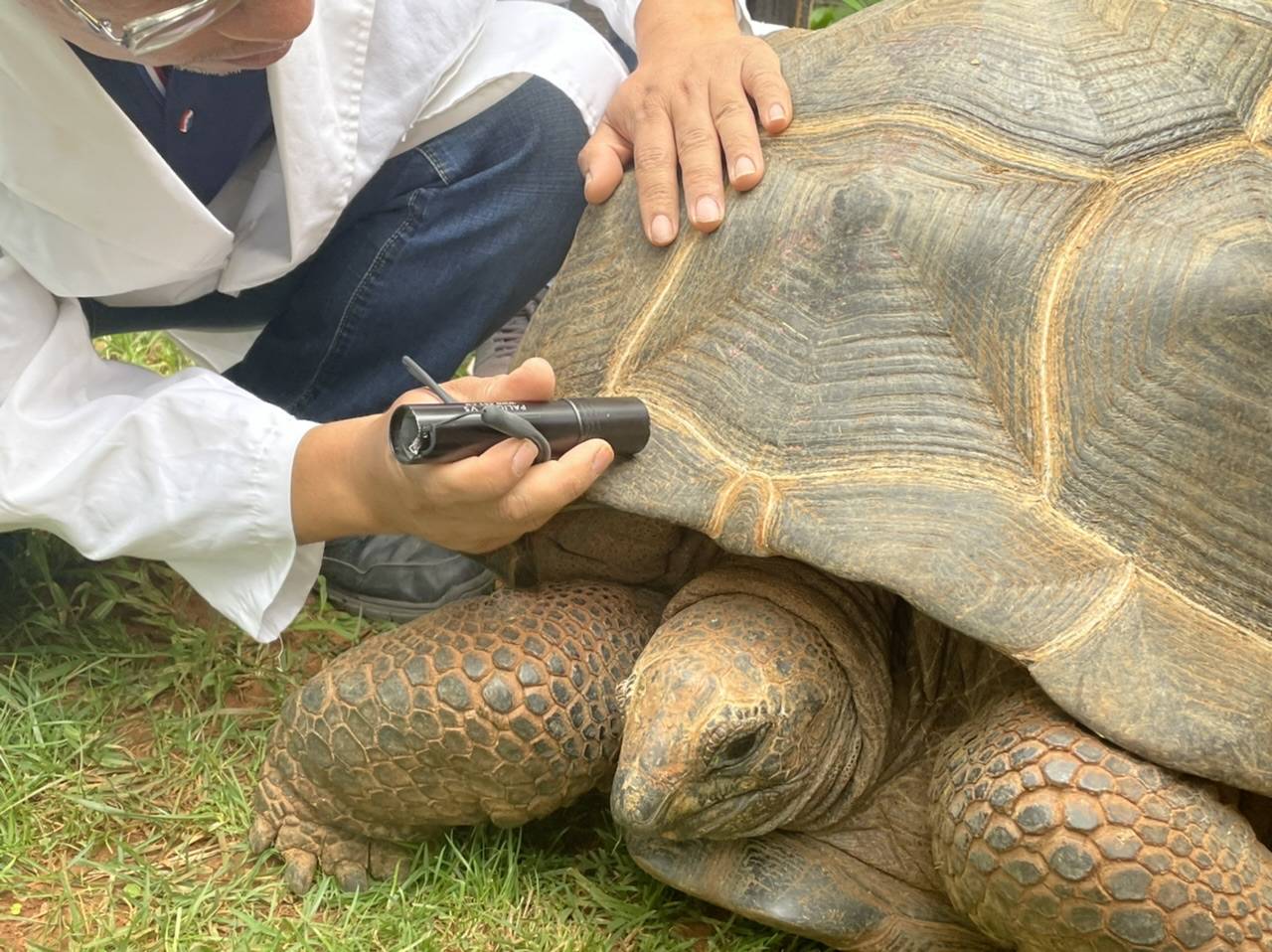 原創雲南野生動物園為200斤象龜體檢邀遊客為其起名