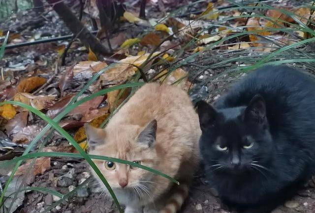 原创             泰山上住着一对双胞胎橘猫，守着摩崖不下山讨食，游客却主动喂食