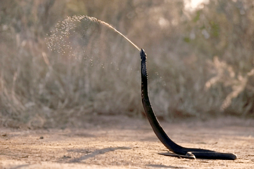 原创唾蛇会喷毒长得像眼镜蛇为什么会被赶出眼镜蛇家族