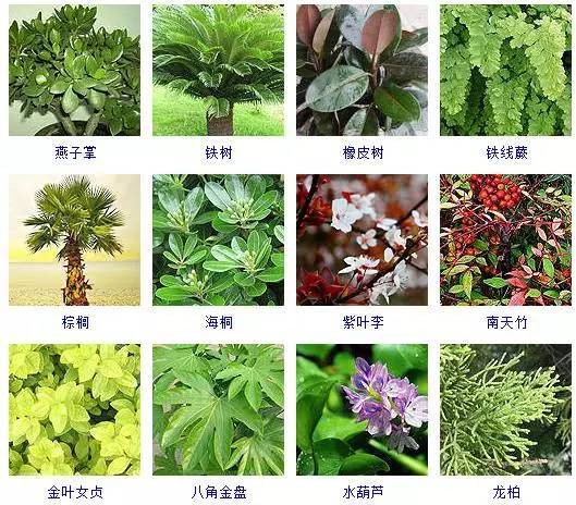 观叶植物大全品种图片