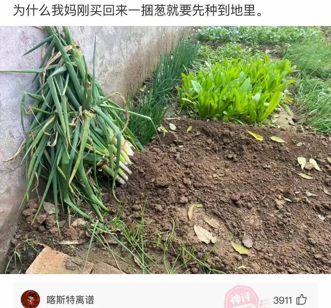 原创
花了200多块买的,准备洗个澡出来吃,结果被我妈炖了,欲哭无泪