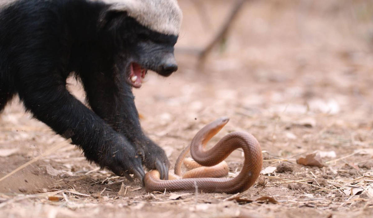 原创蜜獾横扫非洲毒蛇如果引进几只到中国蛇岛毒蛇会被吃光吗