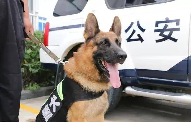 中国警犬品种图片