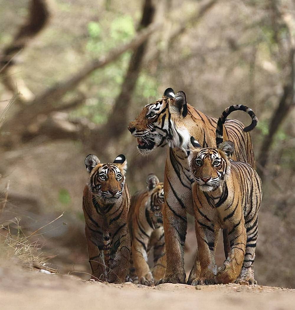 原创最强虎王玛琪莉单杀4米巨鳄需要几头狮子才能够对付