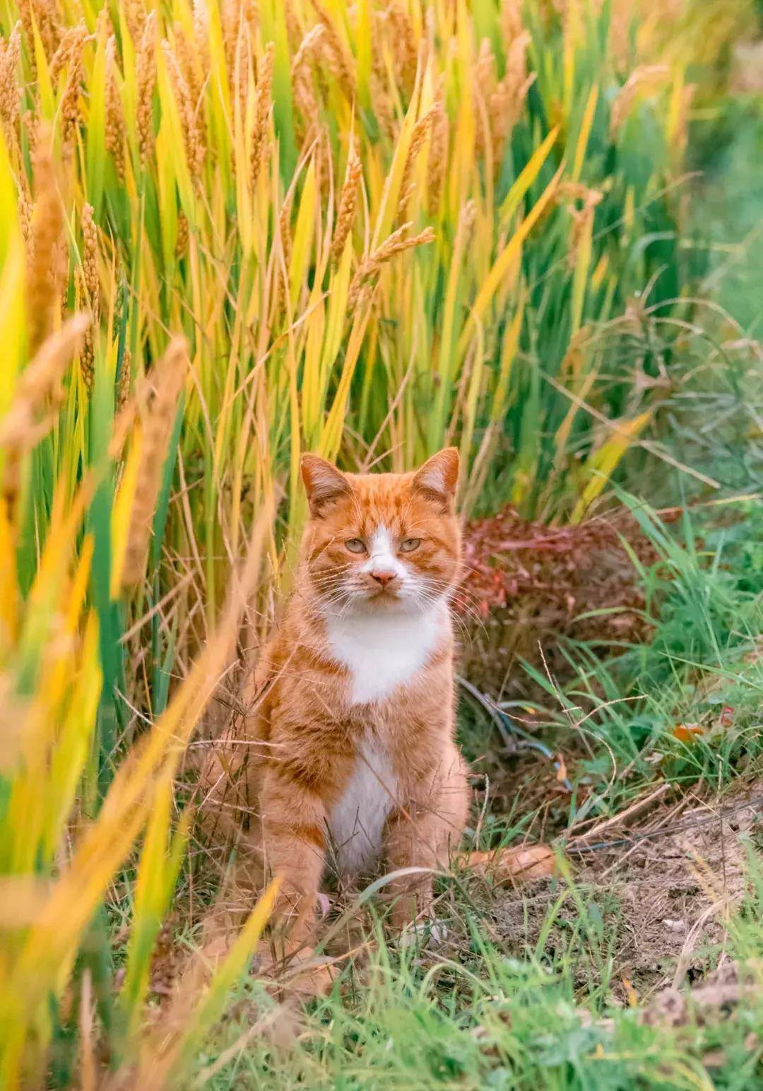 "小胖橘虽表情严肃,不苟言笑,守在田边,大家都说像个小地主,但其实它