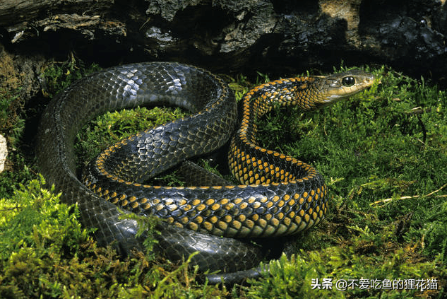 我国药用历史最悠久的蛇类之一,乌梢蛇有什么神奇之处?